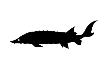 Silhouette of the fish Sterlet