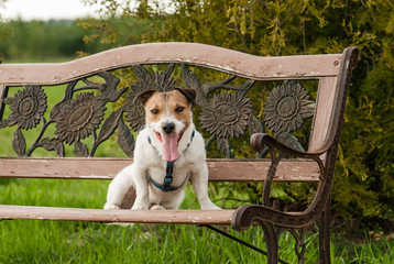 Cute dog on a bench