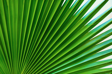 Palm leaf close-up