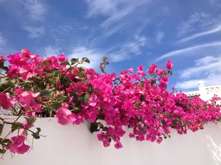 Fotobehang een roze bloemenzee © Carmela