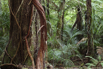 Obraz premium Large tree and vine in tropical jungle