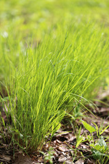 Green grass in a field