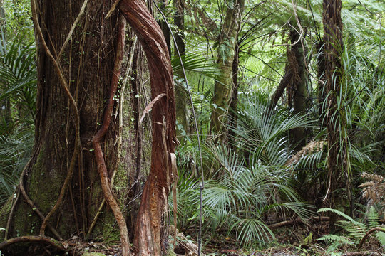 Fototapeta Large tree and vine in tropical jungle