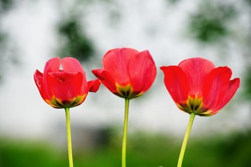 Obraz premium Set of three tulips