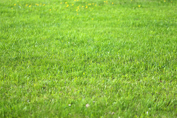 Green grass in a field