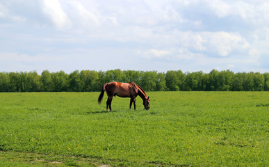Naklejka premium Beautiful horses