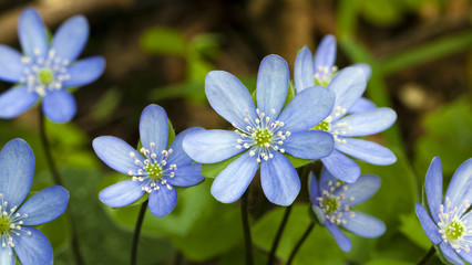 bluebell  