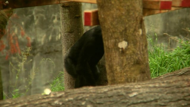 Monkey climbing his tree and eating his apple