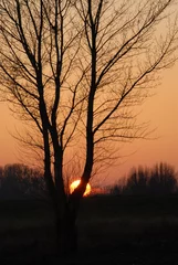 Foto auf Alu-Dibond ondergaande zon achter boom  © Carmela