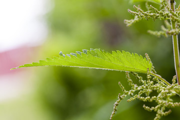 nettle plant  