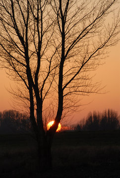 ondergaande zon achter boom 