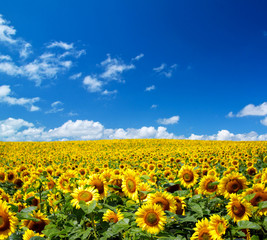 sunflower field