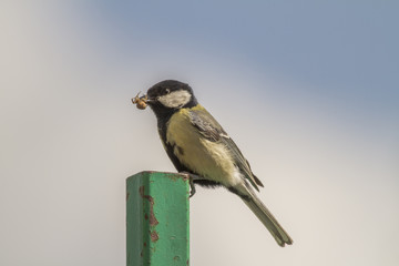 Kohlmeise (Parus major)