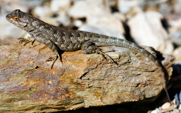 Northwestern Fence Lizard (Sceloporus occidentalis occidentalis), male, basking on a colorful rock. Death Valley National Park, California and Nevada, USA.