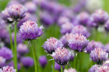 Fototapeta premium garlic flower 