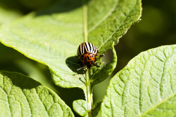 the Colorado beetle 