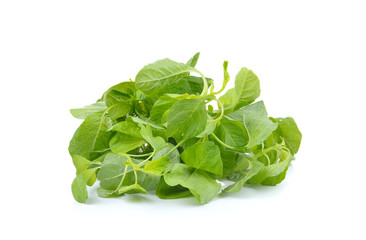 fresh spinach on white background