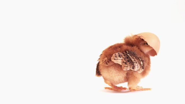 Baby chick with shell on head