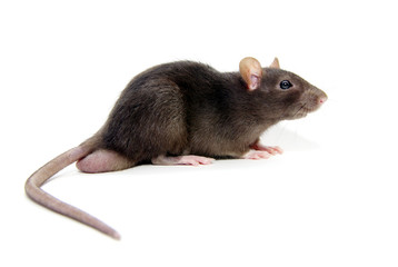  rat