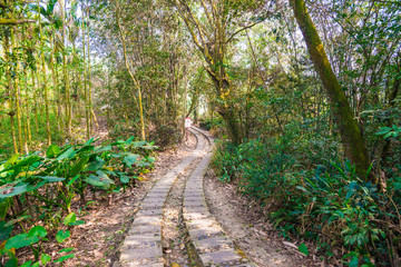 Pathway in summer mountains. Through the green tree