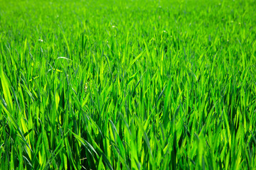 Green grass