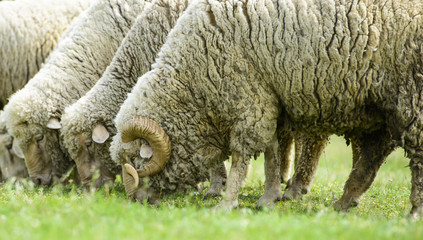 Obraz premium flock of sheep on green grass