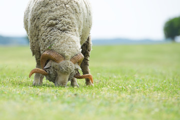 A sheep isolated in a field