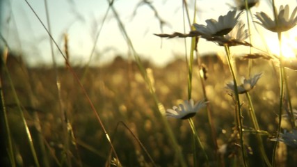 Daisies clump directly in front of a beautiful sunset