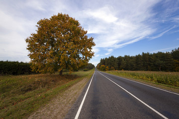 Fototapeta na wymiar the autumn road 