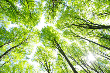 forest