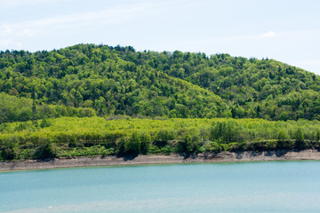 初夏の森と青空