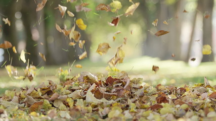 Slow-motion shot of dead leaves falling on the ground