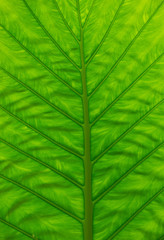 green leaf