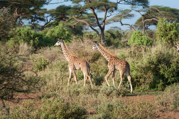 giraffe in the savanna of Africa