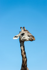 giraffe in the savanna of Africa