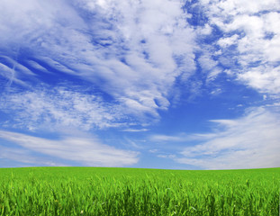 Obraz premium field