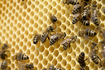  bees on honeycells