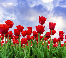 Tulpen