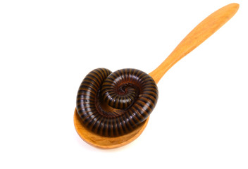 millipede on wood spoon in isolated on white background