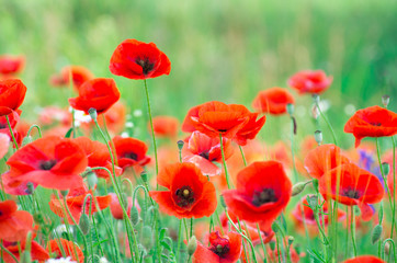  red poppy