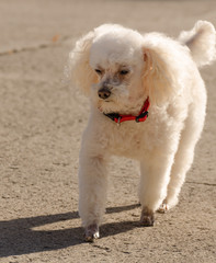 Poodle walking on concrete wearing red colar