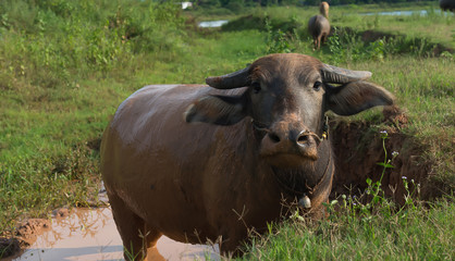 Buffalo keeping cool by covering in mud