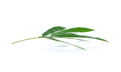 Green bamboo leaves on a white background