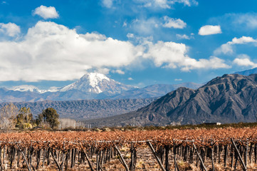 Volcano Aconcagua and Vineyard