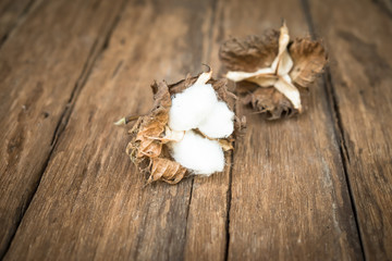 cotton flower on the wood table
