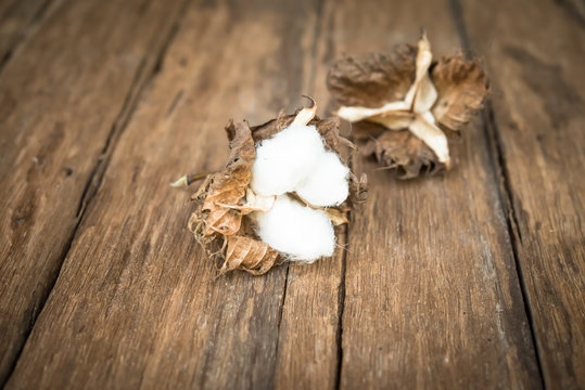 cotton flower on the wood table