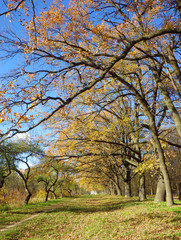 autumn background