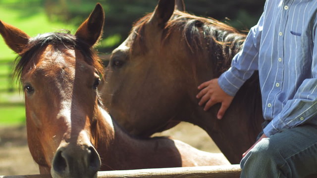 A boy in a cowboy hat stands behind the fence with his horses and pets them