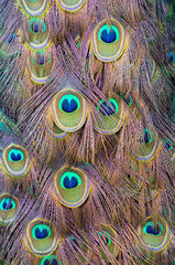 Fototapeta premium peacock feather