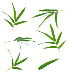 Fototapeta na wymiar Green bamboo leaves on a white background